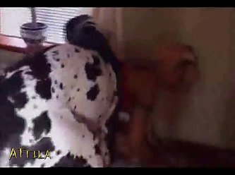 Dog Slut Porn - Big Dog Fucking Busty Slut (part 9)