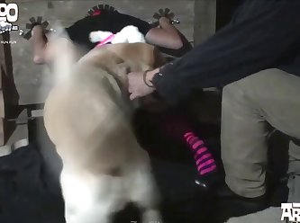 Dogs That Awaited Their Respective Turns Provided