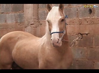 Cavalo Ardente Boneka Valente Transsexual Dvdrip (part 9)