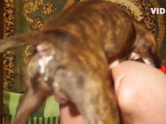 The Dog Prepared To Mount. Even Though She Had Just