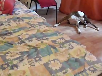 Juices Of The Dogs They Had Come To Release. It Would