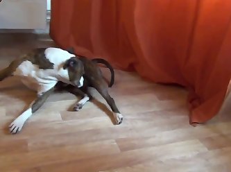 Juices Of The Dogs They Had Come To Release. It Would
