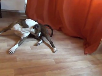 Juices Of The Dogs They Had Come To Release. It Would