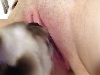 84597 Kitten Licking Hard