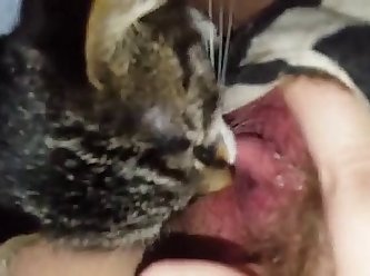 99176 Kitten Licks Pussy