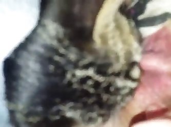 99176 Kitten Licks Pussy