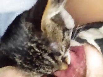 99176 Kitten Licks Pussy