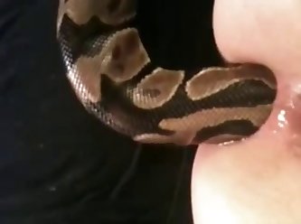 89015 Snake In Ass