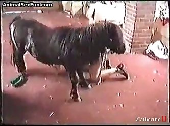 Chat Room For Gay And Dog