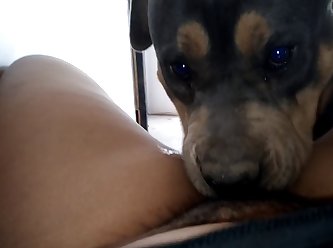 Pitbull Licking Teenage Pussy