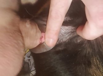 Dobvid1