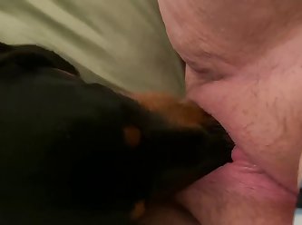 Dog Licks A Fat Bbw Pussy