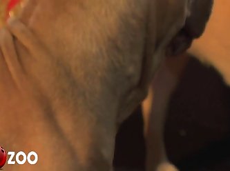 But As You Can See Or Smell I M Not A Dog