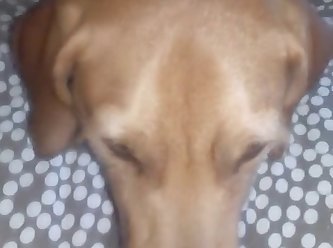 Dog Licks Her Cheesy Pussy