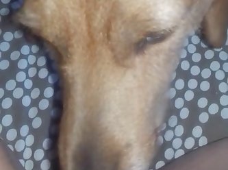 Dog Licks Her Cheesy Pussy