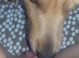 Dog Licks Her Cheesy Pussy