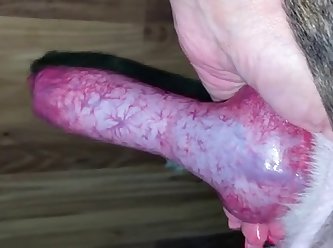 Mature Woman Handjob Dog Drips Cum