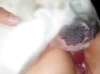 Dog Empties Into Mexicanas Fertile Pussy While Asshole Pulsates