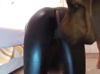 Black Girl In Latex Gets Licked And Sucks Dog Cock
