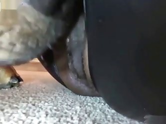 Black Girl In Latex Gets Licked And Sucks Dog Cock
