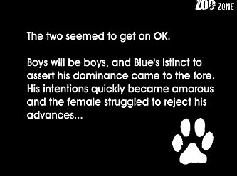 Porn Zoo Hub