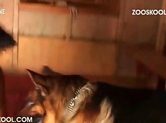 Gay Zoo Porn