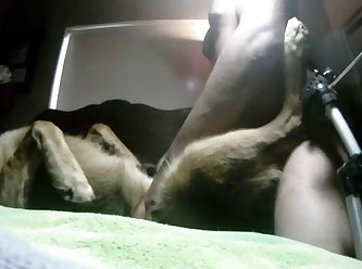Dog Fuck Quest