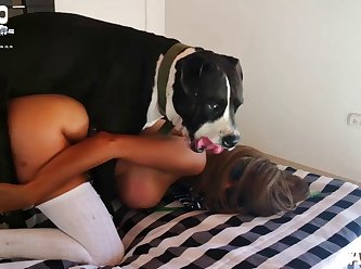 Bestiality Pictures Porn