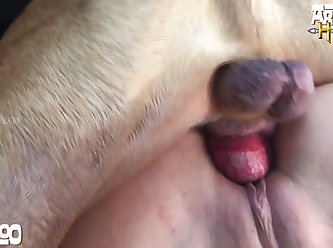 Bestiality Monkey Porn