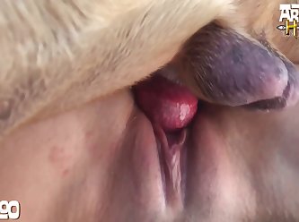 Bestiality Monkey Porn