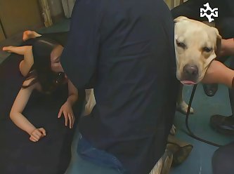 Animal Porn Sex Gif