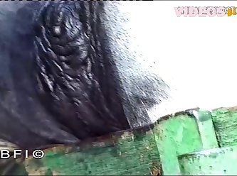 Ariel Porn Zoo
