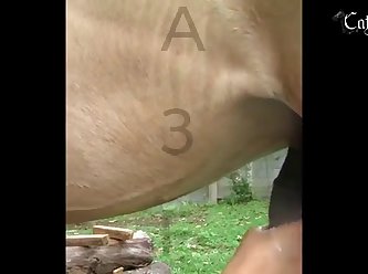 Xxx Zoofilia Cum