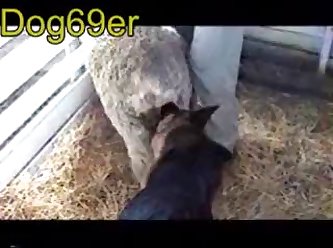 Extreme Porn Big Dick