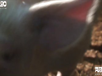 Extreme Ass Pounding Porn