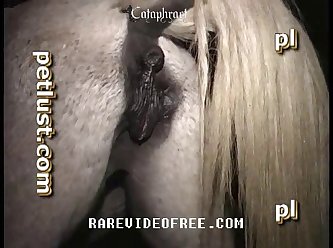 Horse Cock Dildo Anal