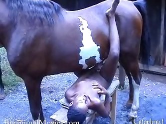 Animals Oral Sex