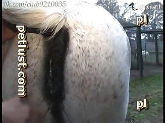 Dog Pussy Close Up