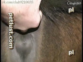 Dog Pussy Close Up
