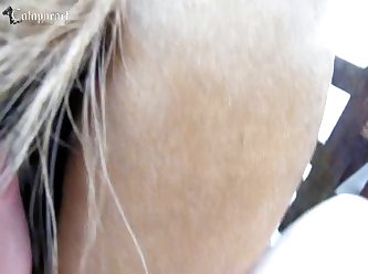 Gay Horsecock