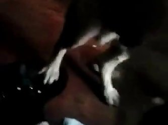 Dog Cock
