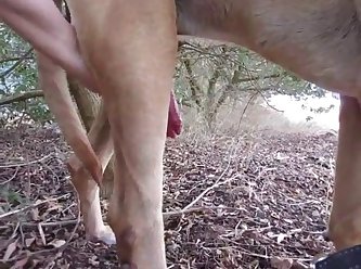 Women Having Sex With Horses