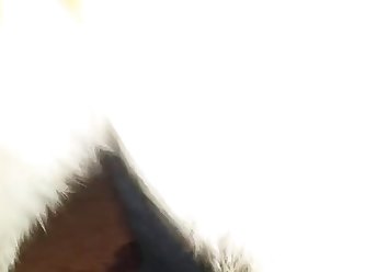Zoo Porno