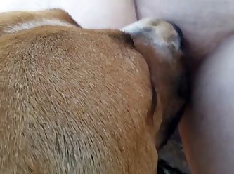 Gay Animal Porn