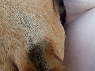 Gay Animal Porn