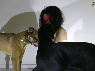 Porn Dogs