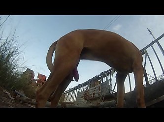 Mom And Pet Dog Fuck