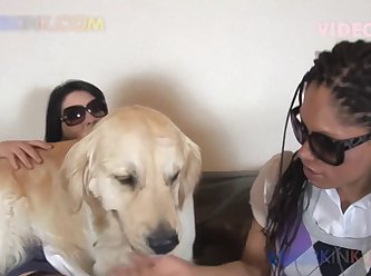 I Wanna Fuck A Dog Blink182