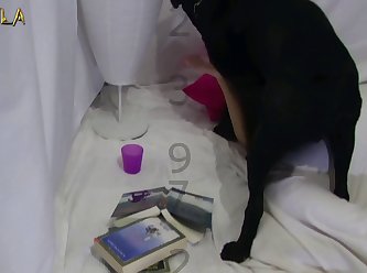 A Dog Fuck My Wife