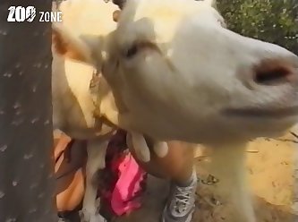 Can You Fuck A Dog